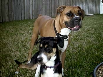 Best Buds