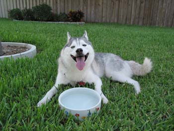 BigBowl2