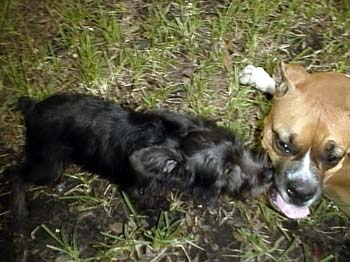 Bruno And Daisy
