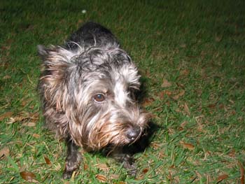 Bruno1