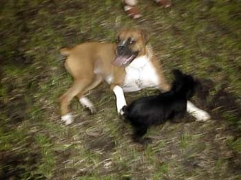 BrunoBlurry