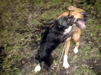 BrunoDaisy