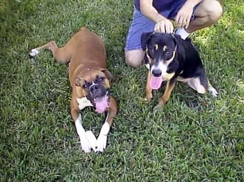 Daisy & Lucy