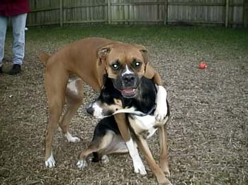 Daisy Loves Lucy