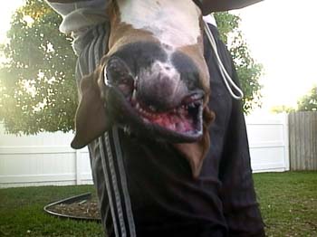 Daisy Upside Down