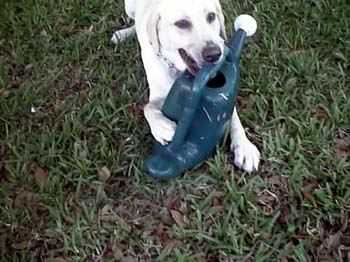 Foster Destroys Watering Can