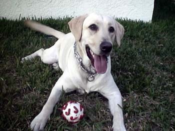 Foster Happy