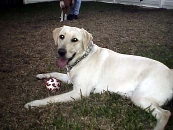 Foster Profile