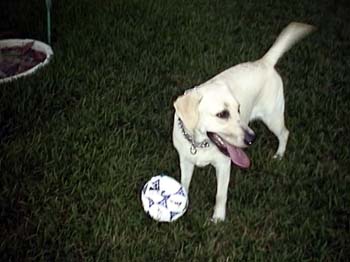 Foster Soccer
