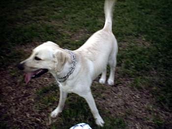 Foster