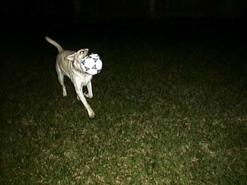 FosterBall