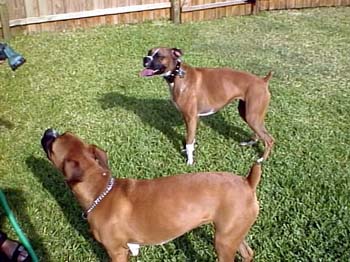 Lexie & Daisy III