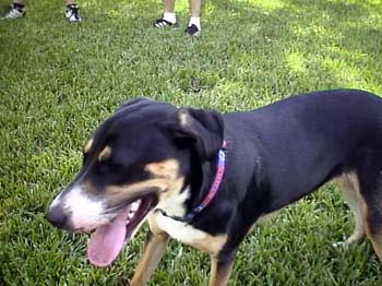 Lucy 1