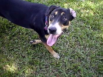 Lucy 2