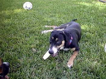 Lucy Bone