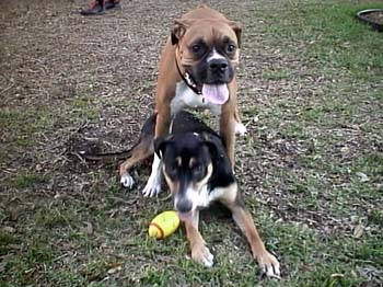 Lucy on the Bottom