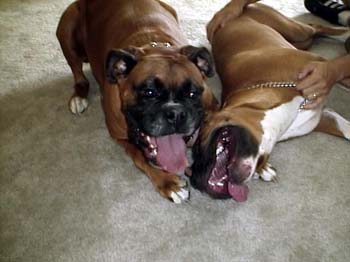 Nikki & Daisy