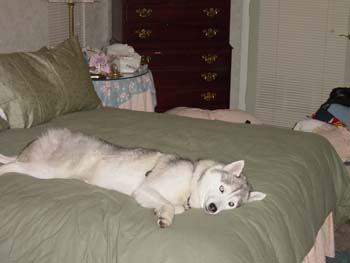 PIstolBed