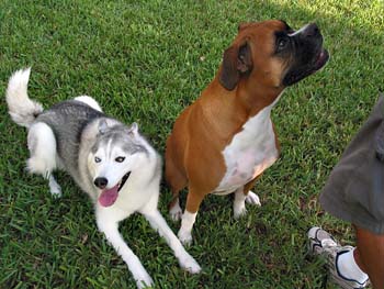 Pistol & Daisy Waiting For Food