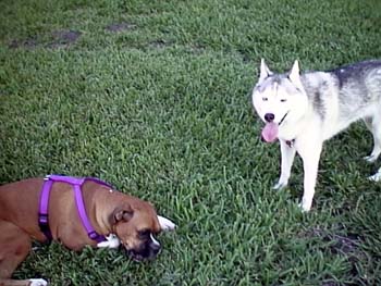 Pistol N Daisy 2