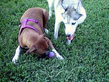 Pistol N Daisy 3