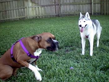 Pistol N Daisy Gettin Up