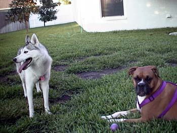 Pistol N Daisy What You Lookin At