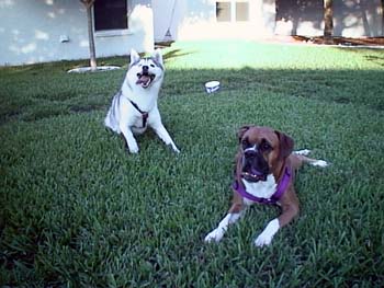 Pistol N Daisy