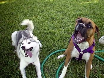 Pistol and Daisy