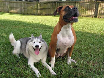 Pistol&Daisy 7-21-2003