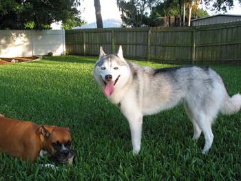 PistolAndDaisyChewing