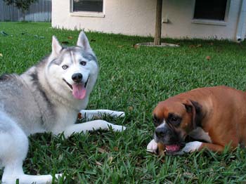 PistolAndDaisyTogether