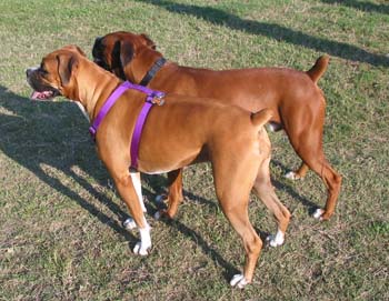 Twins