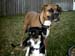 Best Buds