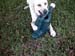 Foster Destroys Watering Can