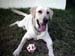 Foster Happy