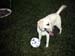 Foster Soccer