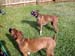 Lexie & Daisy III