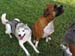 Pistol & Daisy Waiting For Food