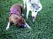 Pistol N Daisy 3