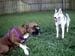 Pistol N Daisy Gettin Up