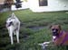 Pistol N Daisy What You Lookin At