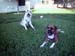 Pistol N Daisy