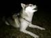 Pistol Teeth