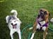 Pistol and Daisy