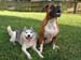 Pistol&Daisy 7-21-2003