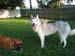 PistolAndDaisyChewing