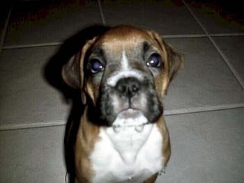 DaisyBean