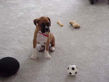 Tiny Daisy 2