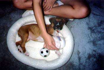 Tiny Daisy in Round Bed